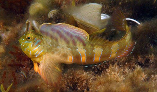 Aidablennius sphynx_00013